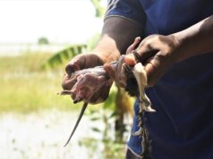 Moçambicanos caçam ratos