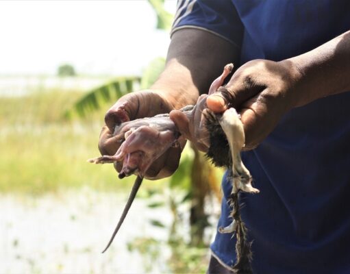 Moçambicanos caçam ratos